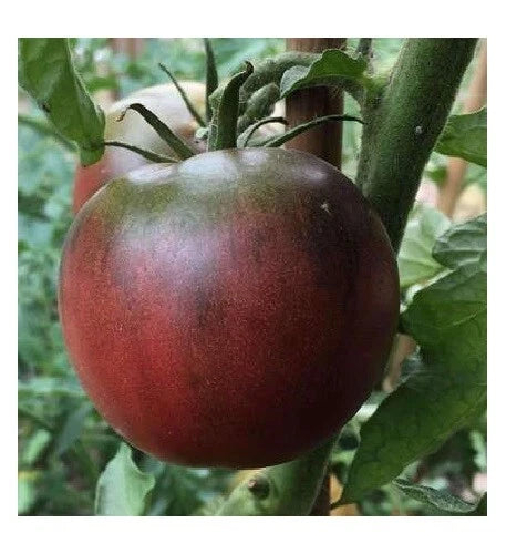 Black from Tula Tomato Seeds - Rare Purple Russian Heirloom - 30, 200, 1000 Seeds - Organic Gardening, Non-GMO