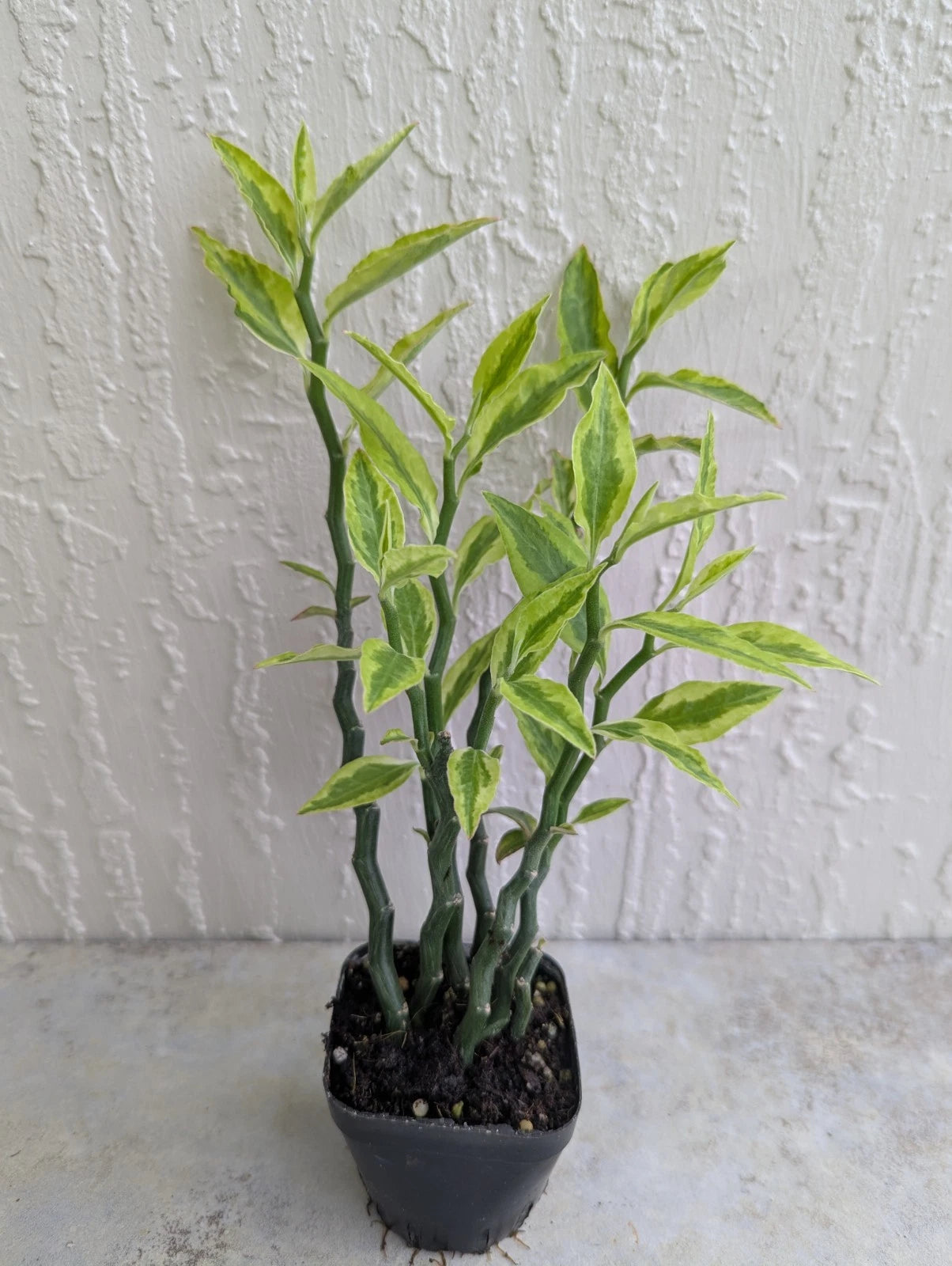 Variegated Devil's Backbone Plant - 2.5