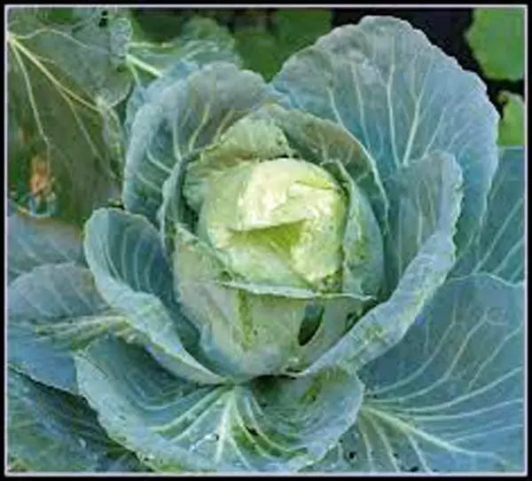 Cabbage Seeds - 500 Non-GMO Heirloom Golden Acre Variety - Brassica oleracea