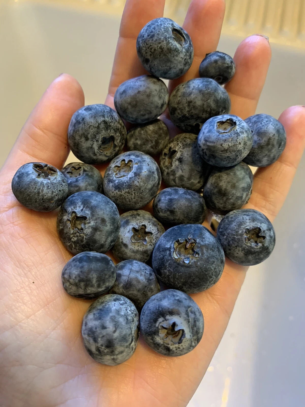 Blueberry Seeds - 200 Count Organic Edible Fruit - Homegrown USA Blueberry Bush (Vaccinium corymbosum)