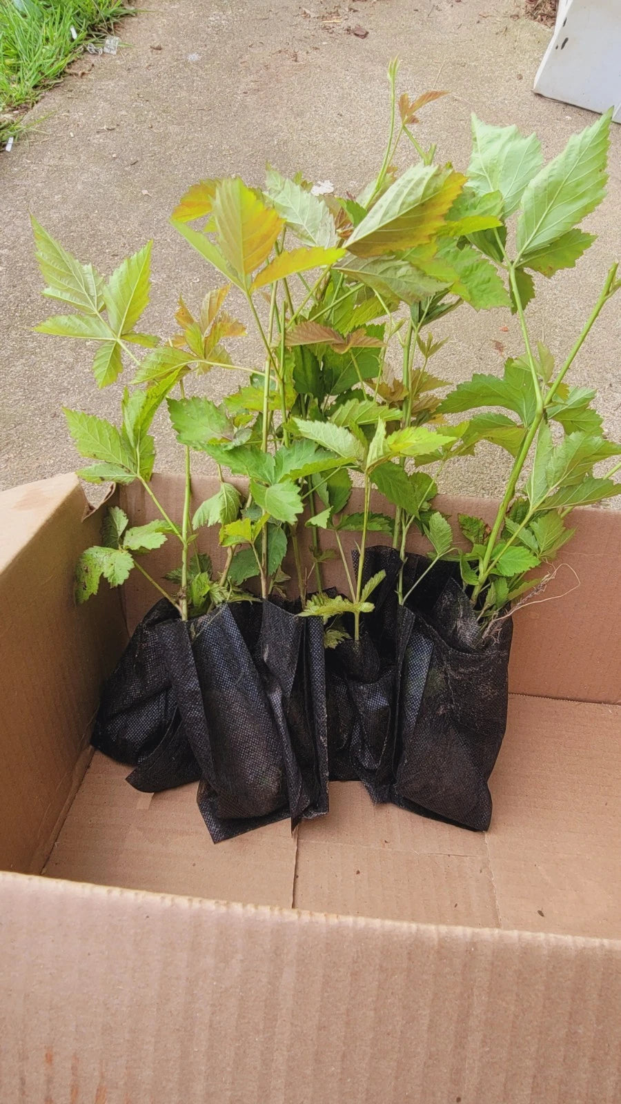 10pcs Thorny Dew Berry Blackberry Live Plants, 5"-10" Rooted - Rubus caesius