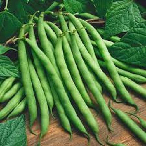 Premium Bush Blue Lake Seeds - Fresh Heirloom Variety - Popular Garden Choice for Home Growing (Phaseolus vulgaris)
