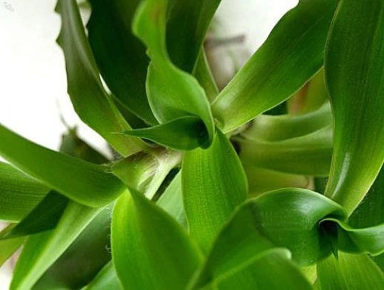 Callisia fragrans "Family Doctor" Plant - 4" Easy Care Basket Chain Wandering Jew - Indoor Houseplant