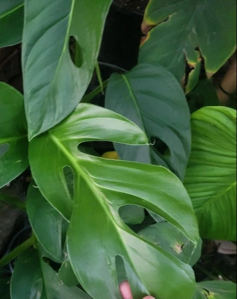 monstera dissecta Rare Monstera Dissecta Cutting