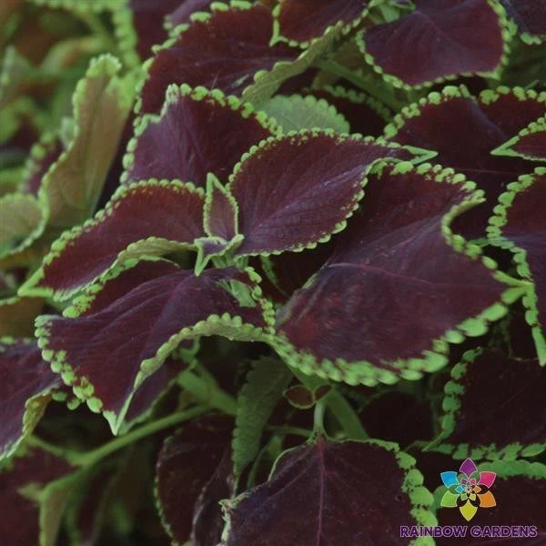 Premium Sun Chocolate Mint Coleus Seeds - 25+ Pack - Perfect for Garden
