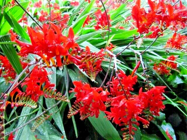 lucifer plant seeds Crocosmia Lucifer Seeds, 112 Count, Bright Red Flowers, Easy to Grow, –  Jayme Garden