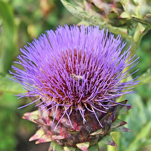 Cardoon Seeds | Heirloom Non-GMO Artichoke Thistle | Unique Flavor | Cynara cardunculus | Free Shipping
