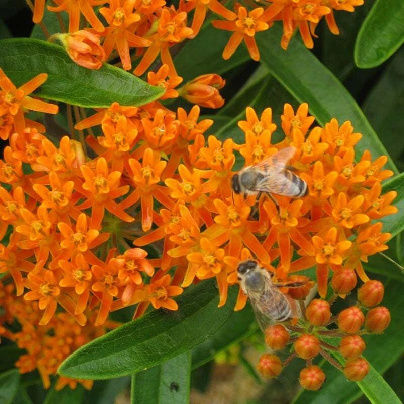 butterfly wildflower seeds Wildflower Seed Mix for Monarch Butterflies - 1000 Seeds, 27 Flower Species with Milkweed