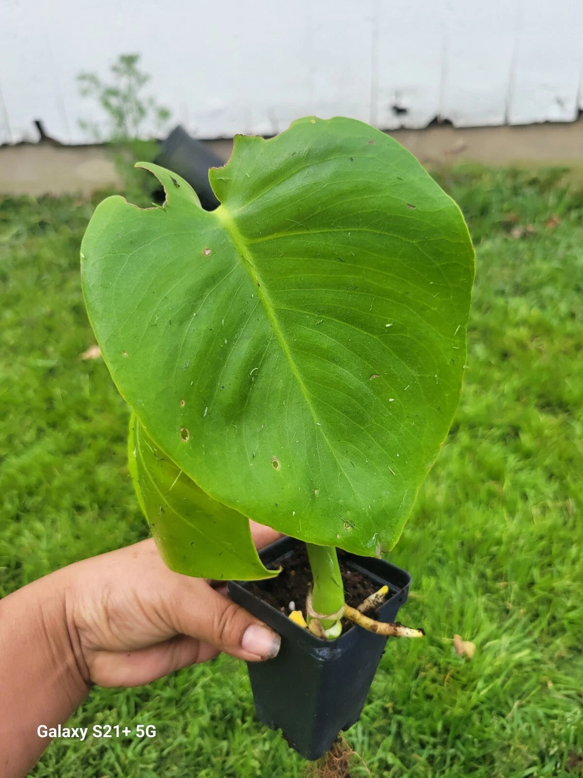 Monstera Deliciosa Plant | Small Split Leaf Philodendron