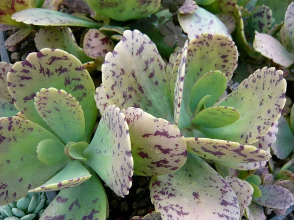 spotted succulent plant Kalanchoe Marmorata Succulent Cuttings 5" Length, Spotted Penwiper Plant, Live Indoor Plant – Jayme Garden