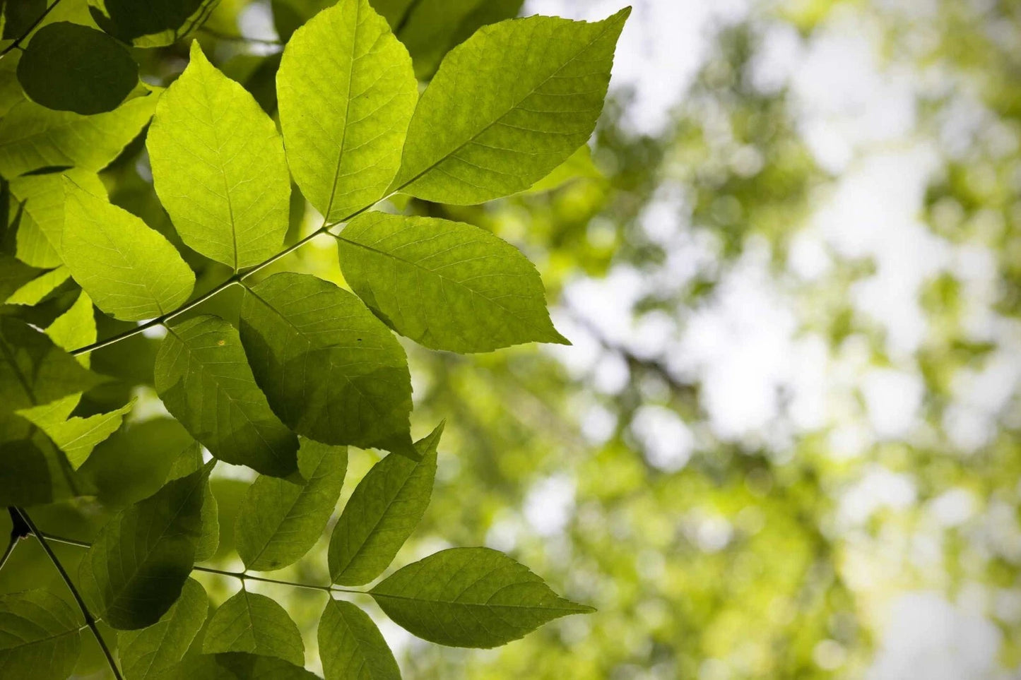 White Ash Tree Sapling - Fraxinus americana - Ready to Plant for Landscaping and Shade