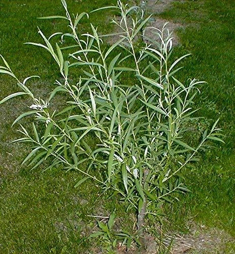 Jumbo Hybrid Willow Tree Cuttings - 12 Count - Thick Root Stock - Salix spp.