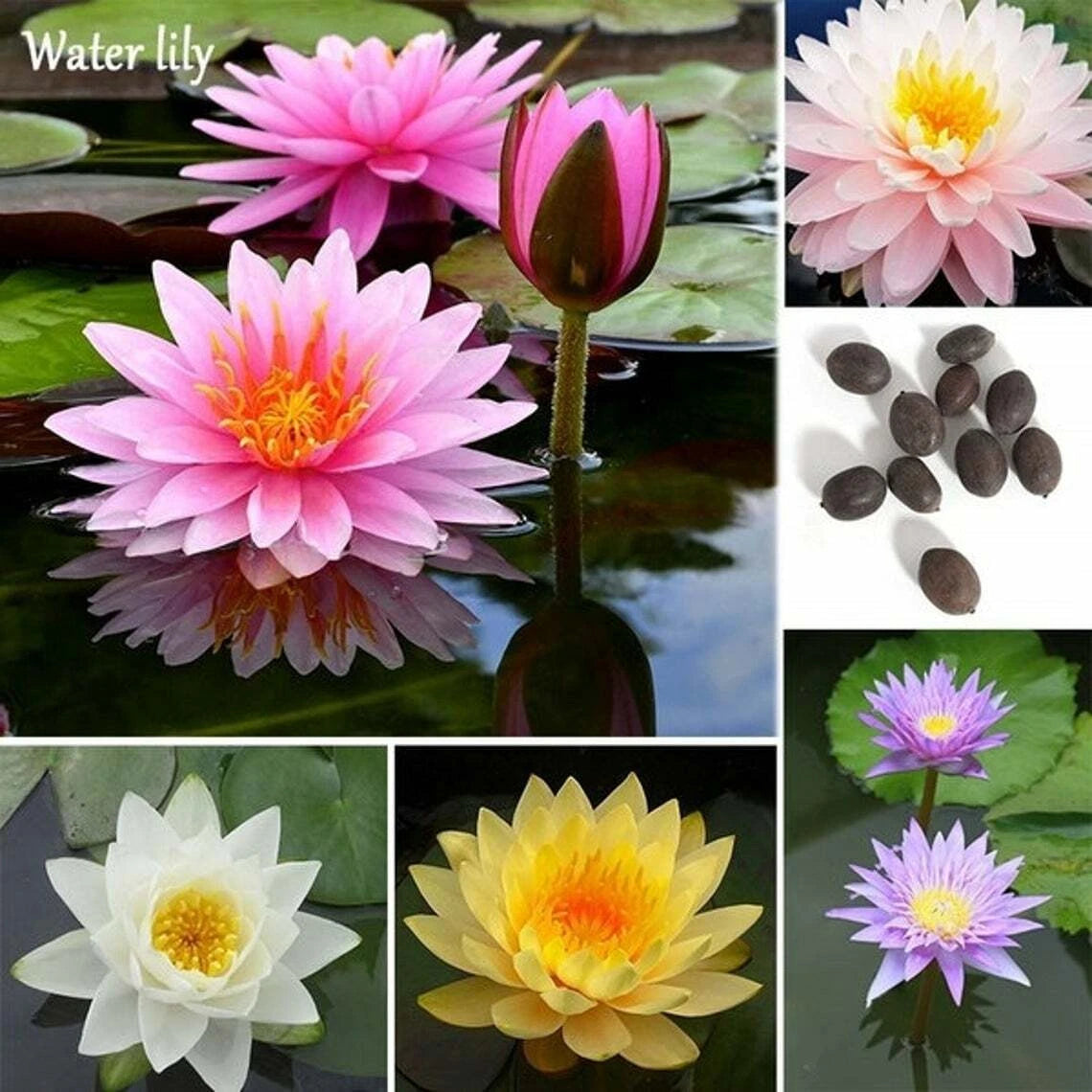 Bonsai Lotus Seeds - 10 Seeds - Flowering Water Bonsai with Lily Pad