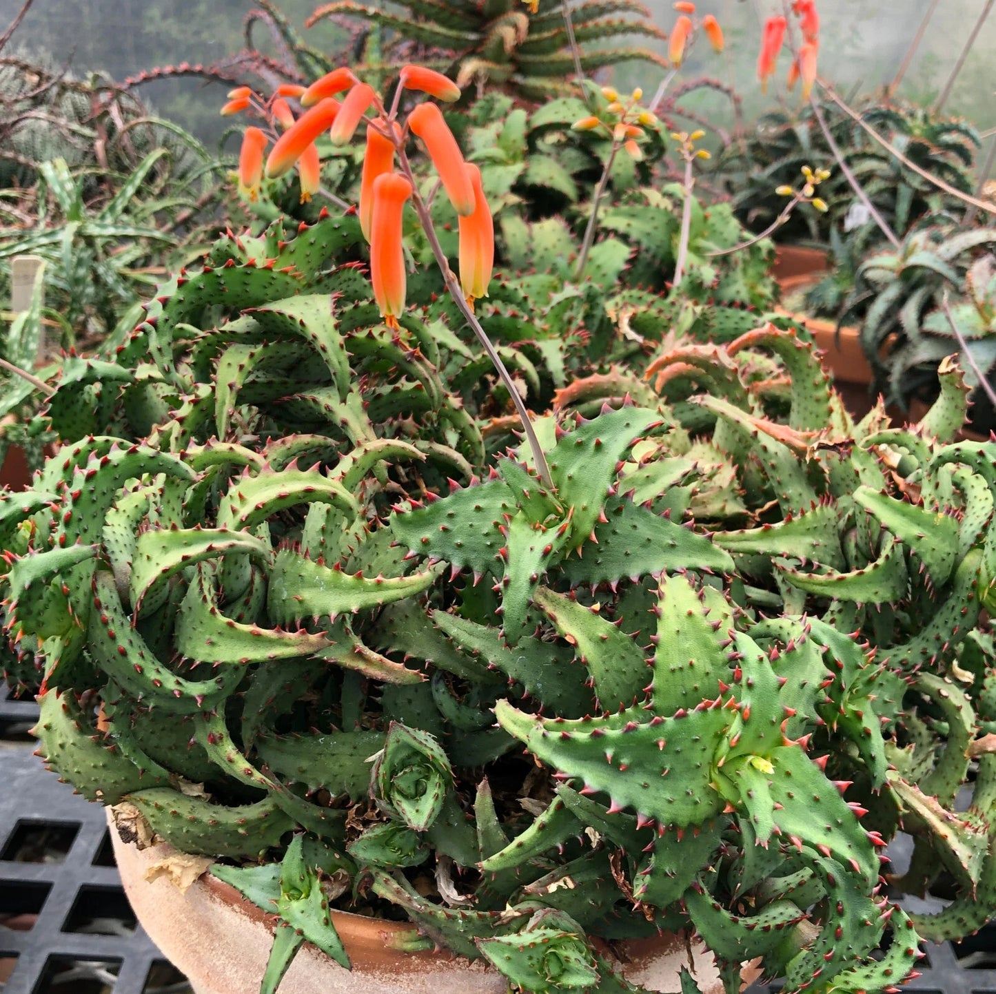Aloe Plant - Huntington Clone - Ex-Mite Free Collection - Full Root System - Aloe castilloniae