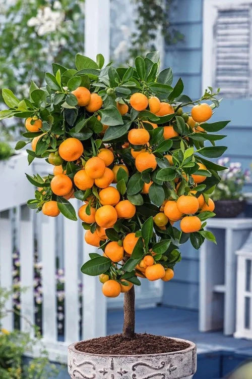 Calamondin Calamansi Orange Tree - Live Citrus Plant in 10" Pot - 7-14" Tall - Citrus mitis