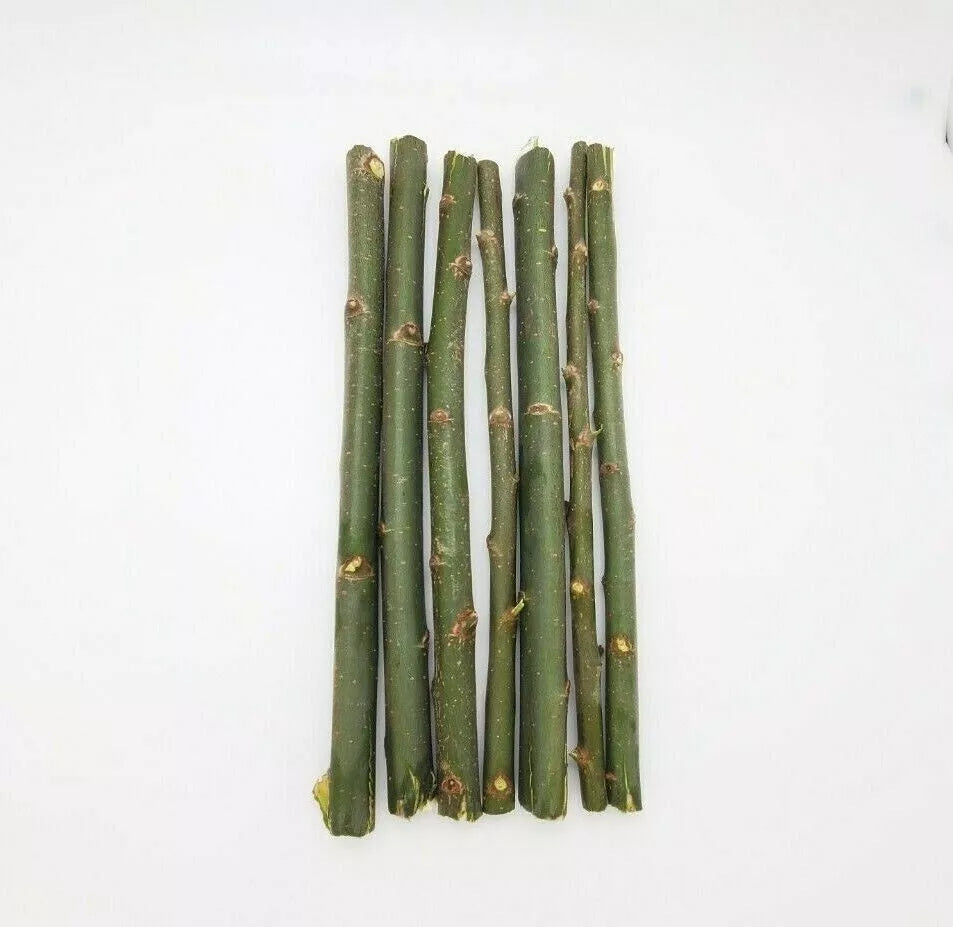 Austree Hybrid Willow Tree Cuttings - 20 Fast Growing, Aussie Variety for Direct Planting - Salix x sepulcralis