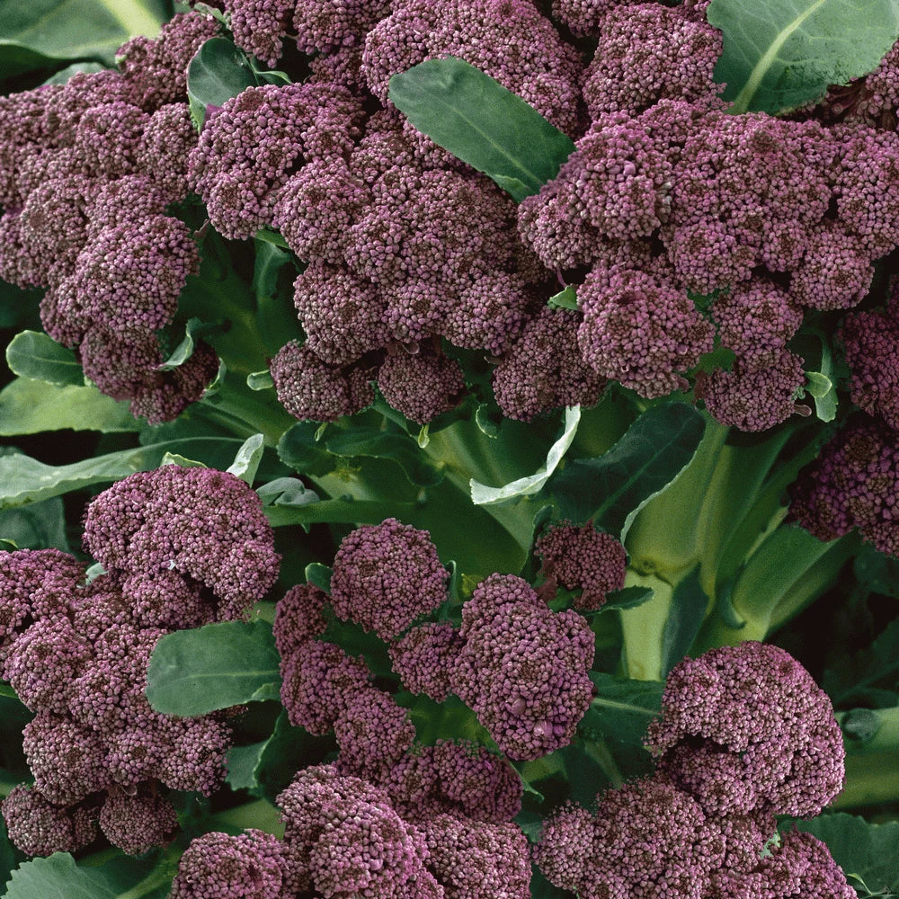 Broccoli Seeds 1000 Count Purple Sprouting Brassica oleracea - Winter Harvesting, Non-GMO, Ideal for Mild Climates