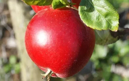 25+ Red Devil Apple Seeds for Planting - Heirloom Variety - Malus domestica - USA - Free Shipping