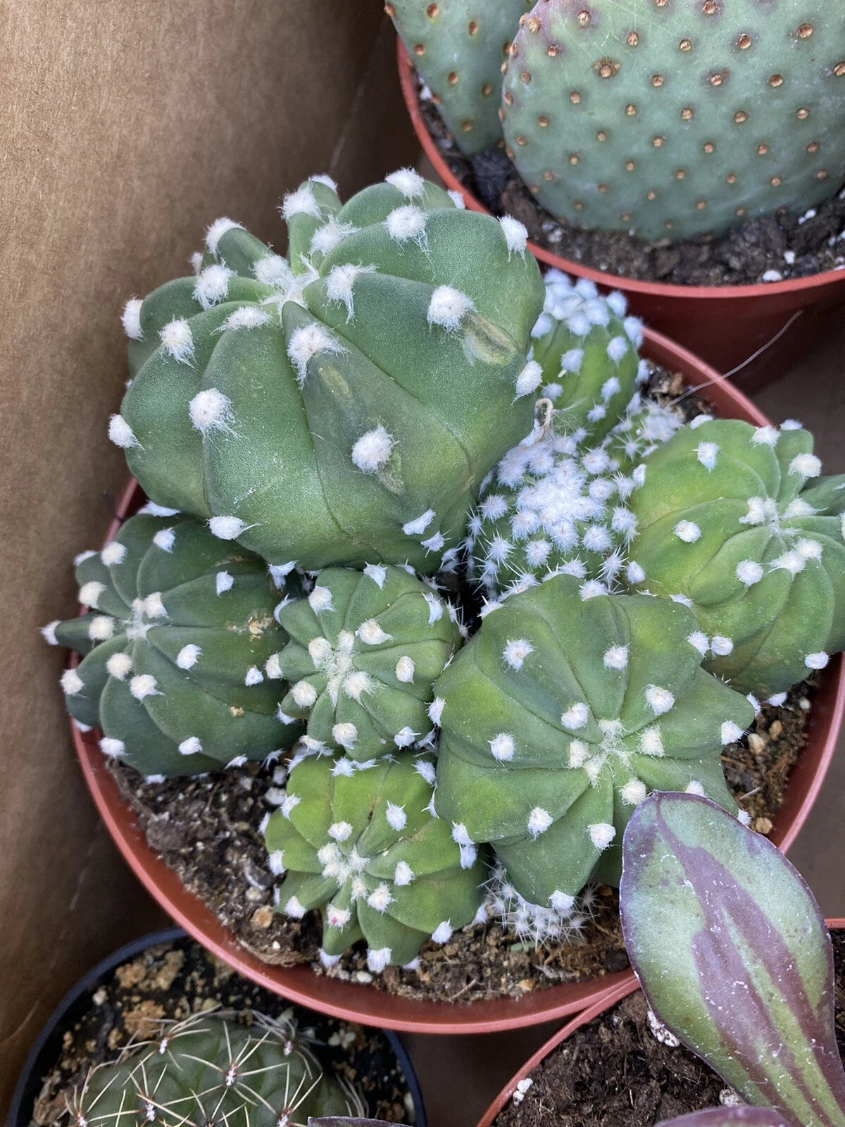 cluster succulent Echinopsis "Domino" Cactus Cluster Plant in 6 Inch Pot