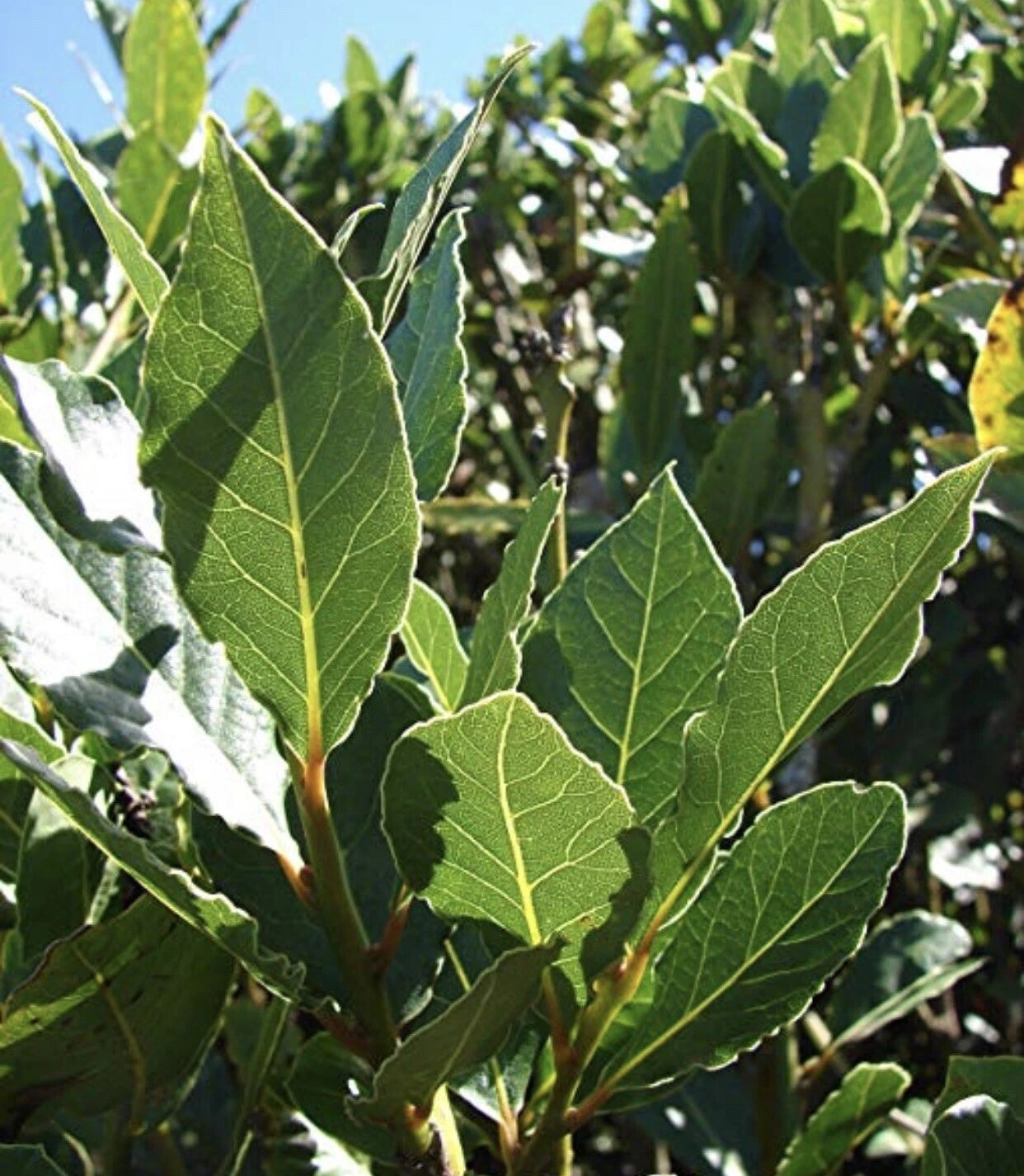 Sweet Laurel Bay Tree Cuttings - 10 Premium Cuttings - Laurus nobilis - Fast Shipping via Priority Mail
