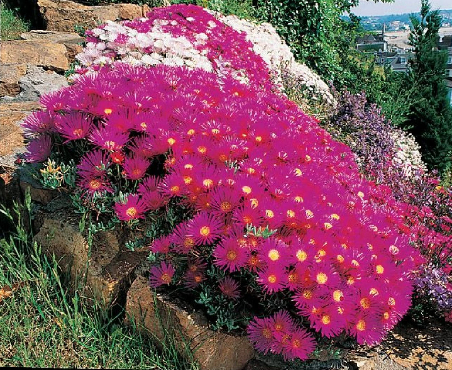 Ice Plant Succulent Seeds - 400+ Seeds - Dorotheanthus bellidiformis - Free Shipping