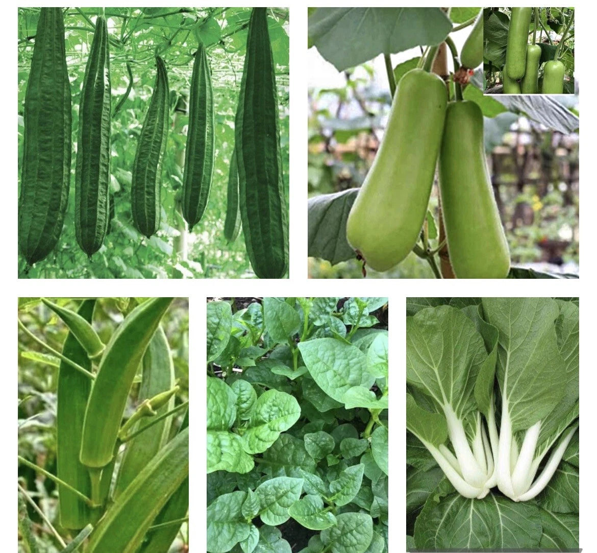 Asian Vegetable Seeds Bundle - 10 Packets Non-GMO Heirloom Seeds for Home Gardening