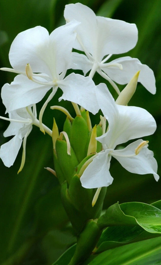 white butterfly ginger lily plant Fragrant White Butterfly Ginger Lily Plant - Fully Rooted Hedychium Coronarium