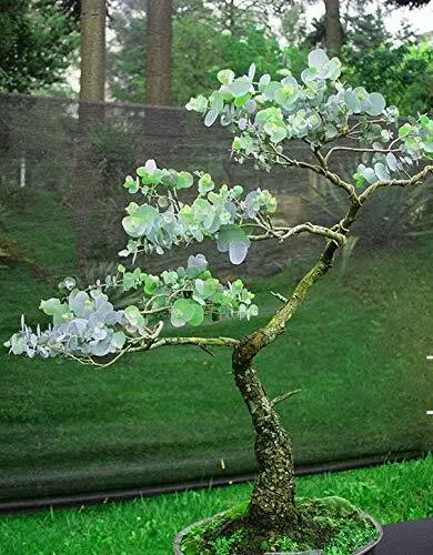 silver bonsai tree Silver Drop Eucalyptus Bonsai Tree Seeds - 25+ Pack