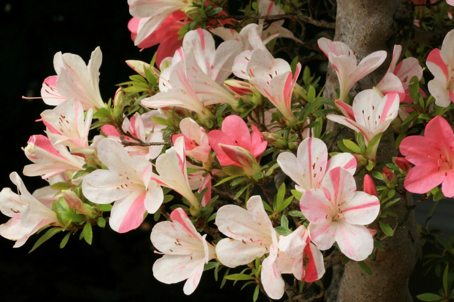 Azalea Starter Plant - Bi-Color Striped Blooms - Rhododendron - Deciduous Flowering Plant