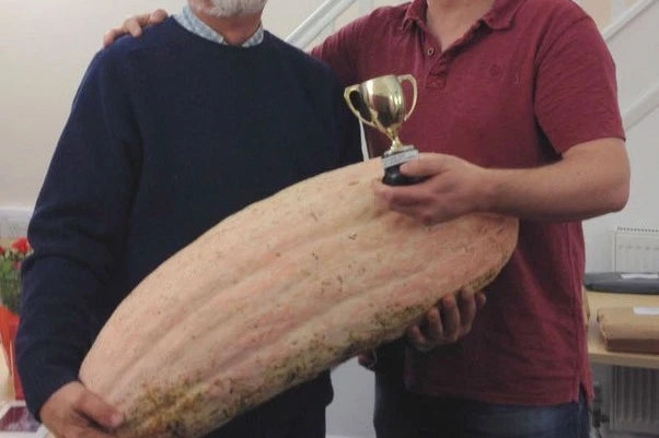 Jumbo Pink Banana Squash Seeds - 7 Count Packet - 4 Foot Long Variety - Cucurbita maxima