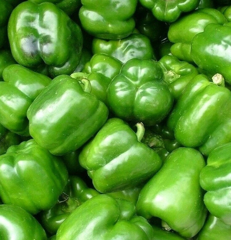 California Wonder Bell Pepper Seeds - 100+ Culinary Sweet Pepper Seeds - Capsicum annuum - Free Shipping
