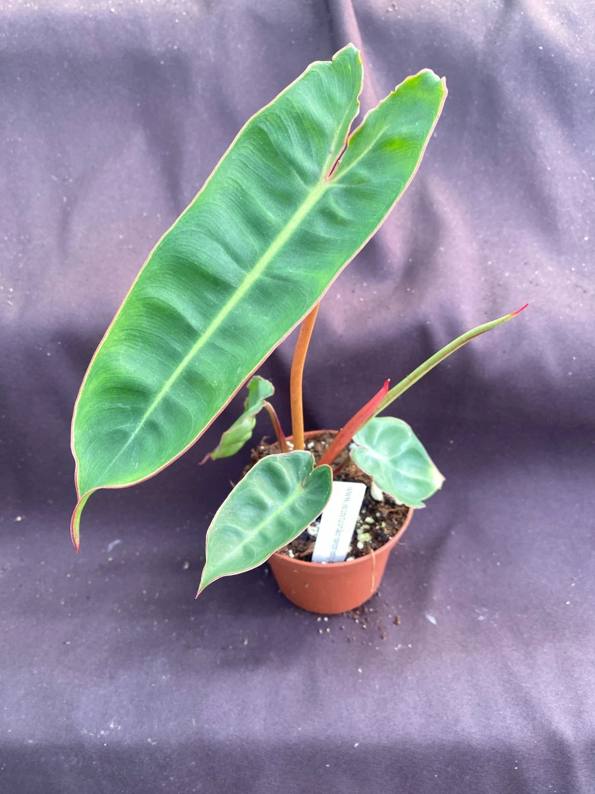 philodendron billietiae rare Philodendron Billietiae Rooted Plant in 3" Pot | Tropical Indoor Houseplant