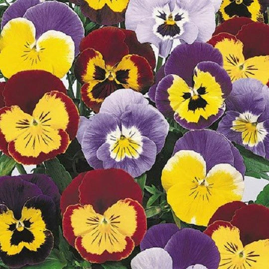 Joker Mix Pansy Seeds - 50 Seeds - Colorful Annual Flowers - Viola tricolor