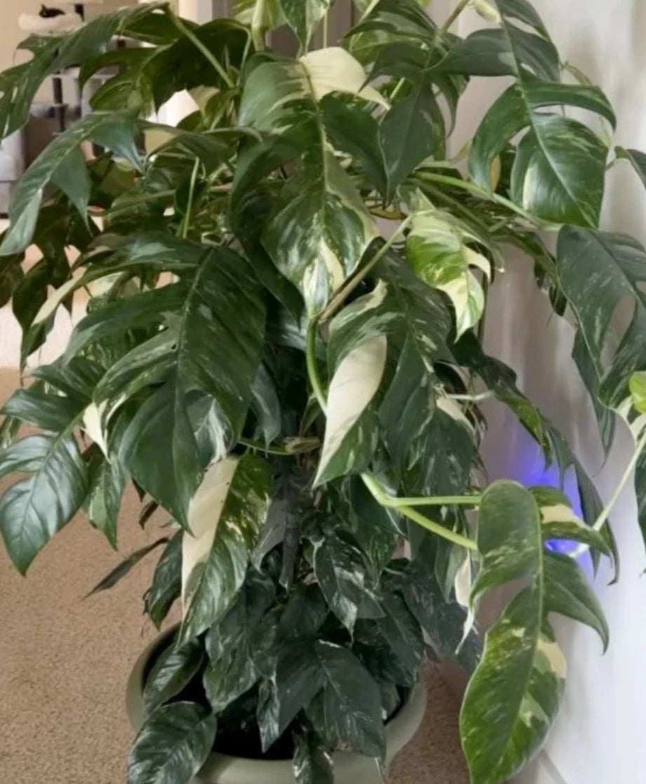 Albo Pothos Cutting - Fresh Marble Variegation - Rare Epipremnum Pinnatum - Indoor Plant Decor