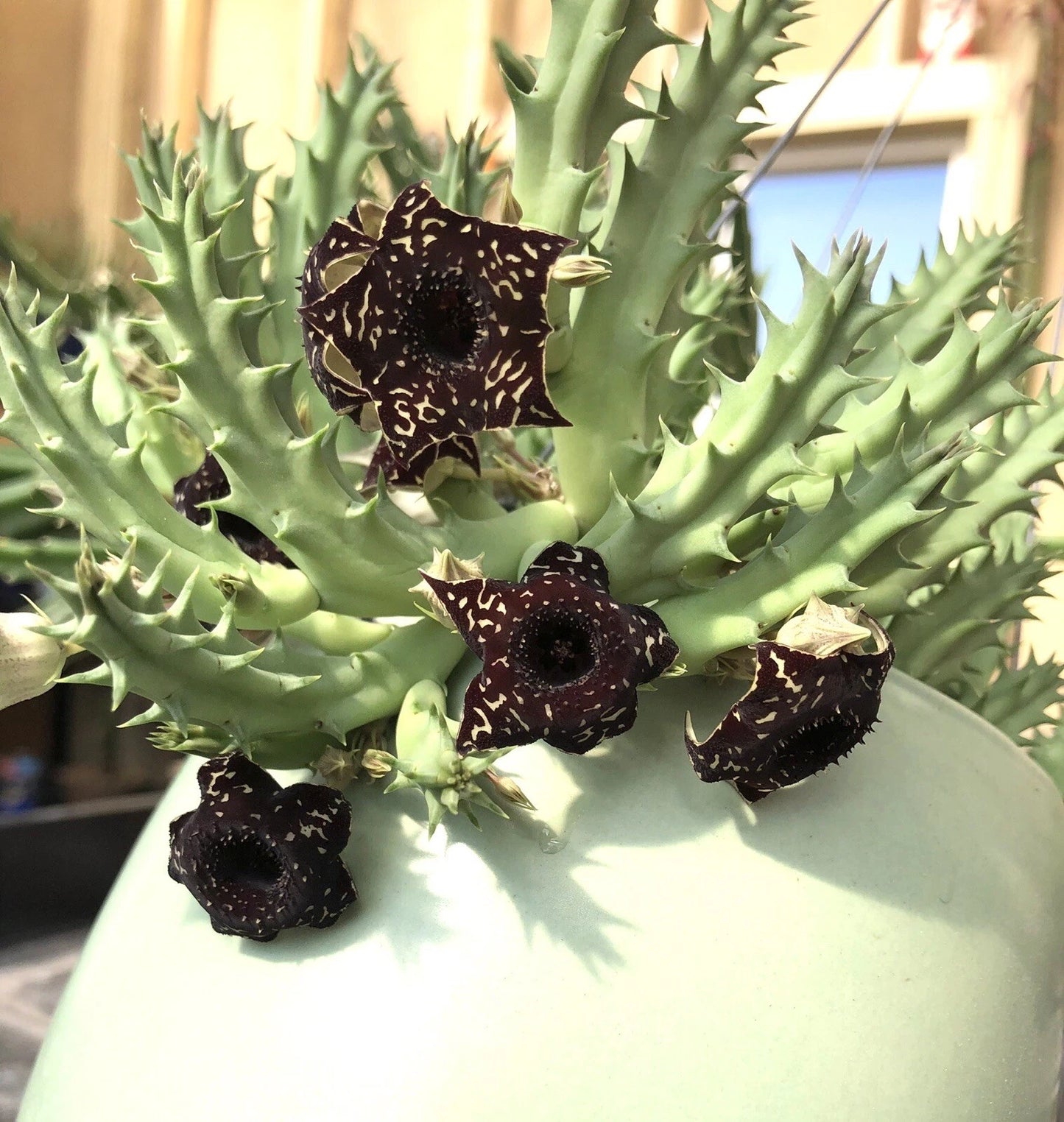 3 Saudi Arabica Offsets Succulents Cactus Huernia Stapelia Orbea – Unique Desert Plants for Home Decor