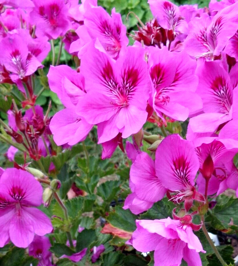 Pelargonium Regal Geranium Cuttings 3x6" Purple Pink Exotic Orchid-Like Blooms Live Plant