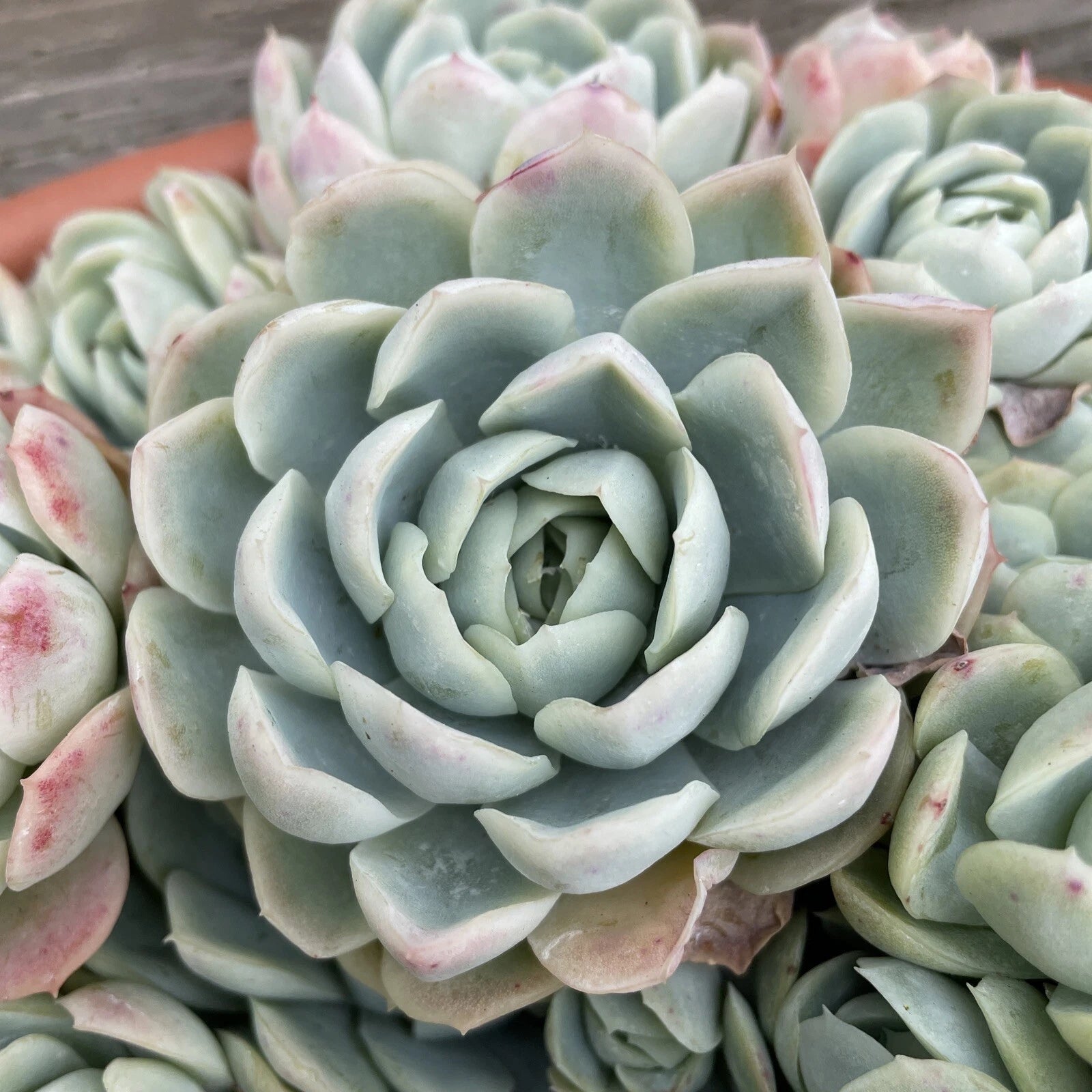 snowball succulent Echeveria Elegans Cutting 1-2" Mexican Snowball Succulent Single Head – Jayme Garden