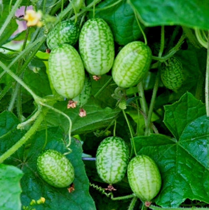 cucamelon plant in pot Cucamelon Plants Set 2, 4in Pot, Melothria Scabra, Mouse Melon, Mini W –  Jayme Garden