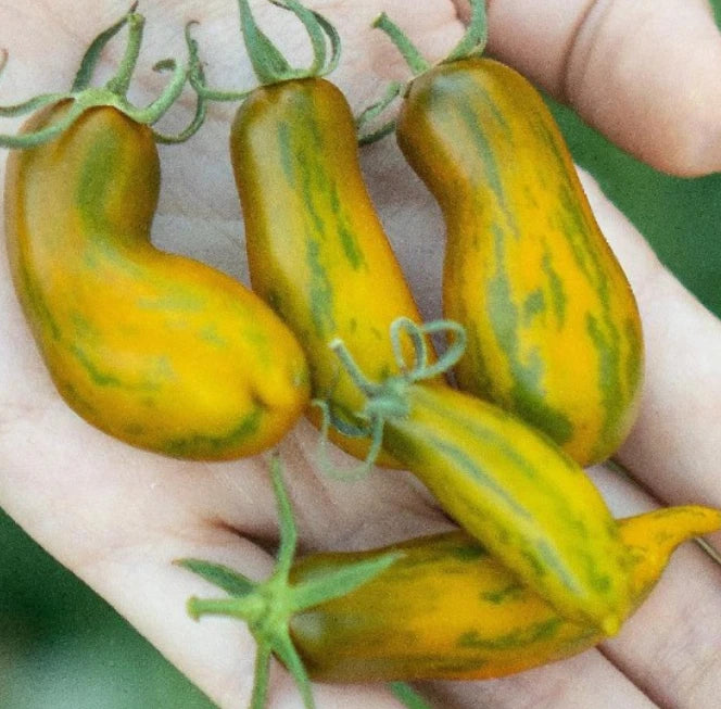 Indeterminate Tomato Seeds - Sausage Variety - Low Water Content - Non-GMO - 50 Seeds