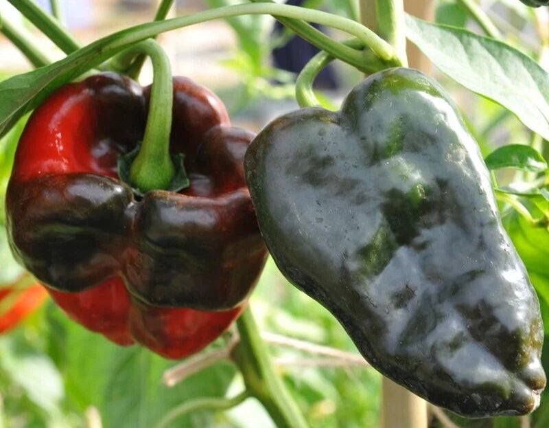 Ancho Poblano Pepper Seeds - 25 Choice Harvested Premium Seeds - Capsicum annuum