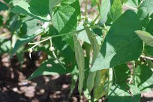 Black Turtle Pole Bean Seeds - Heirloom Variety, 20+ Seeds - Phaseolus vulgaris, Great for Gardening and Cooking