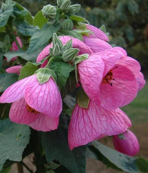 Abutilon Pink Live Plant 4-6" Bell Hibiscus Flowering Maple No Pot