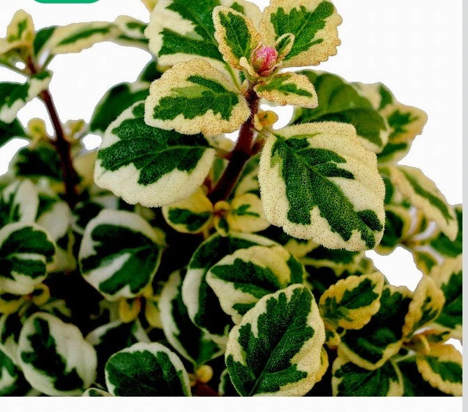 Hemizygia Candy Kisses Live Plant, 4-6 Inch Tall in 3 Inch Pot, Colorful Foliage Houseplant, Tropical Indoor Plant
