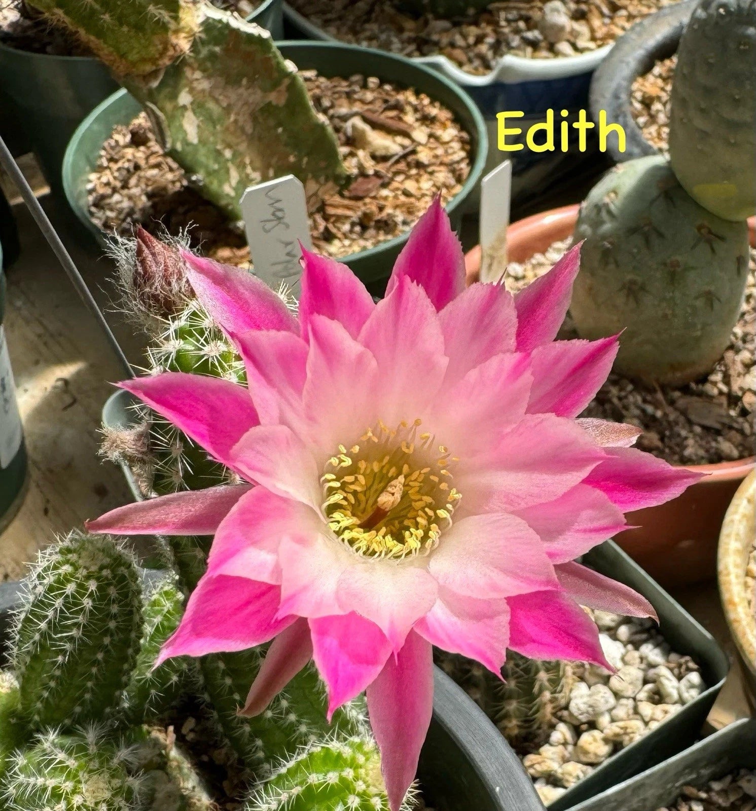 peanut succulent Peanut Cactus Plant - EDITH Chamaecereus European Hybrid