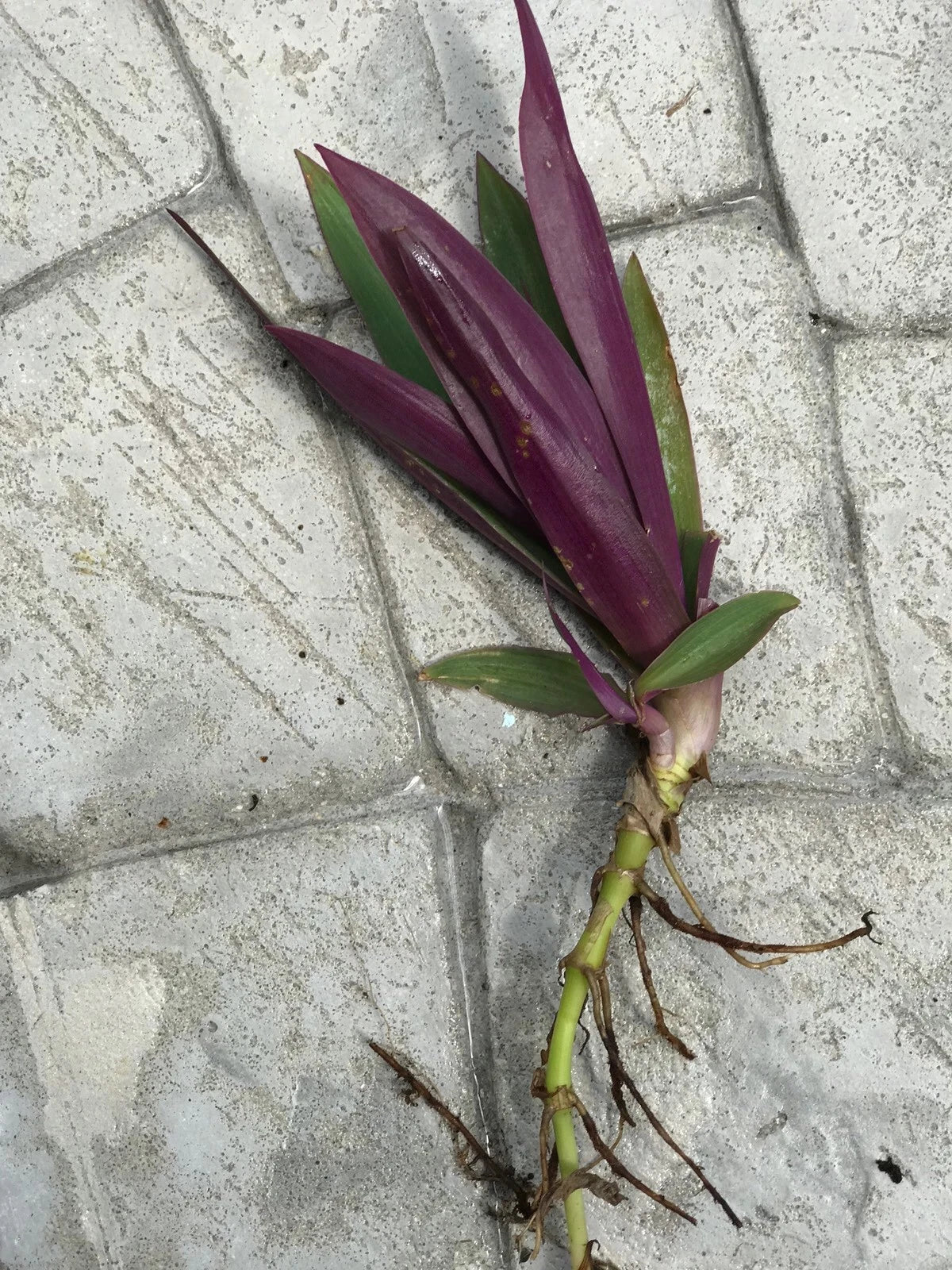 6 Dwarf Oyster Plants Bare Root | Moses in the Basket | Tradescantia spathacea Boat Lily | Live Plants for Garden or Indoors