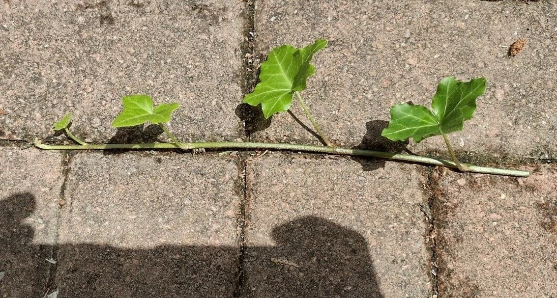 English Ivy Cuttings 10 Live 6 Inch Hedera Helix Trailing Vine for Indoor or Container Growing
