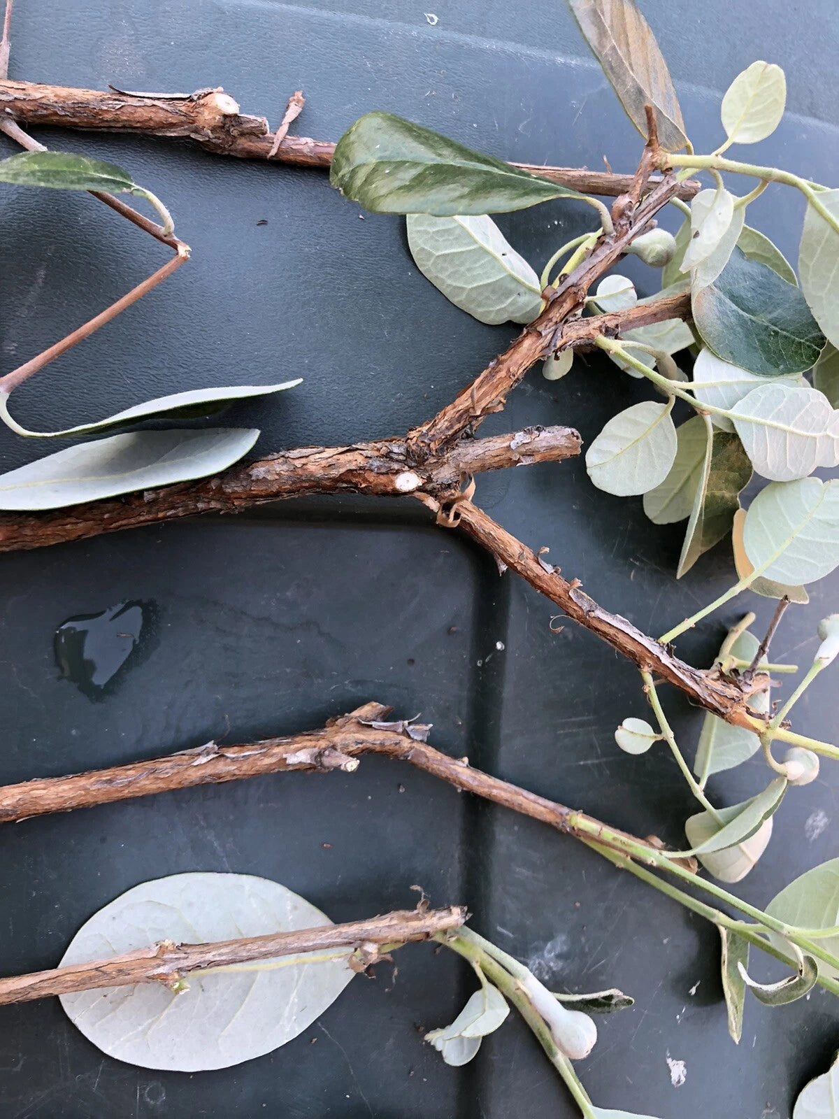 4 Pineapple Guava Cuttings – Feijoa sellowiana Live Unrooted Stems | Easy Propagation for Edible Landscaping or Home Garden Growing