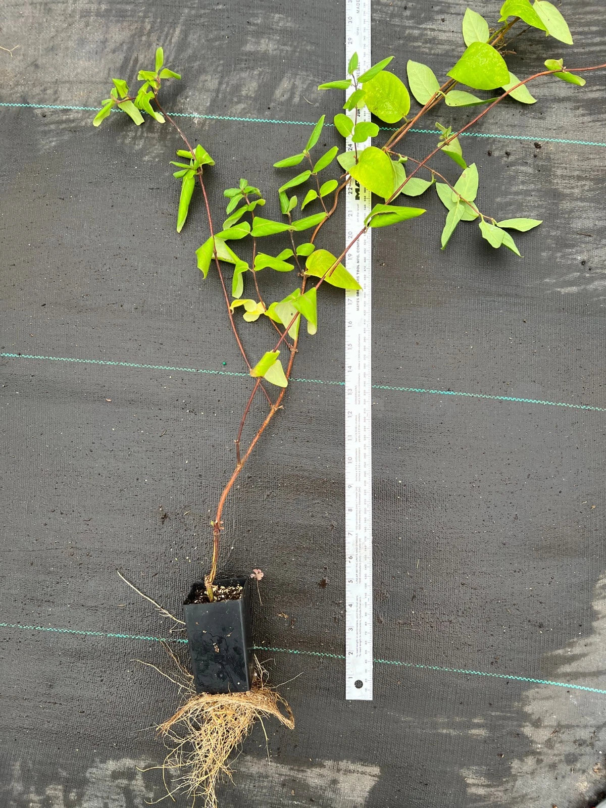 Japanese Honeysuckle Live Plants with Roots ā Lonicera japonica Vine, Fast-Growing, Fragrant Flowers, Ground Cover or Trellis