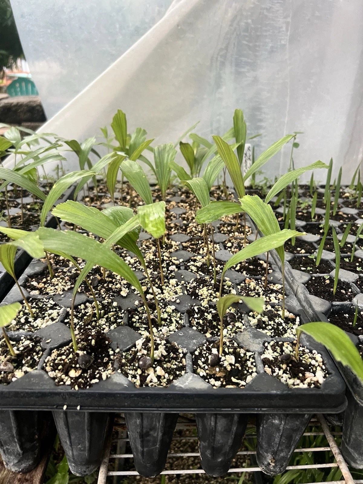 2 Arenga engleri (Dwarf Sugar Palm) | Bare Root Starter Seedlings | Fragrant Palm | Clumping Hardy Palm | Tropical Landscape