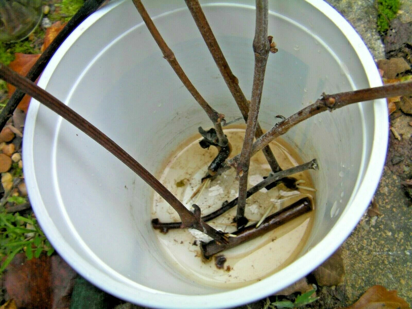 7 Azalea Cuttings Pink & White β Unrooted Rhododendron Wood 6β7β Long, 1/8β1/4β Thick, Grafting or Rooting Starts